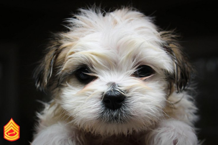 Maltese Puppy After Bath by WSILVER 